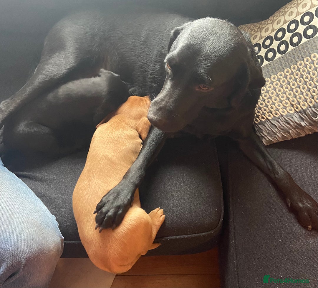 Labrador Retriever dogs for sale: Litter Of 9 Beautiful Black and Fox Red Puppies - Image 9