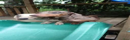 Miniature Dachshund dogs for adoption: 3 miniature dachshunds need rehoming  - Advert 1