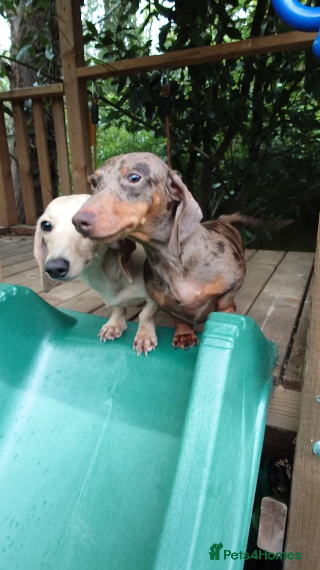 Miniature Dachshund dogs for adoption: 3 miniature dachshunds need rehoming  - Advert 1