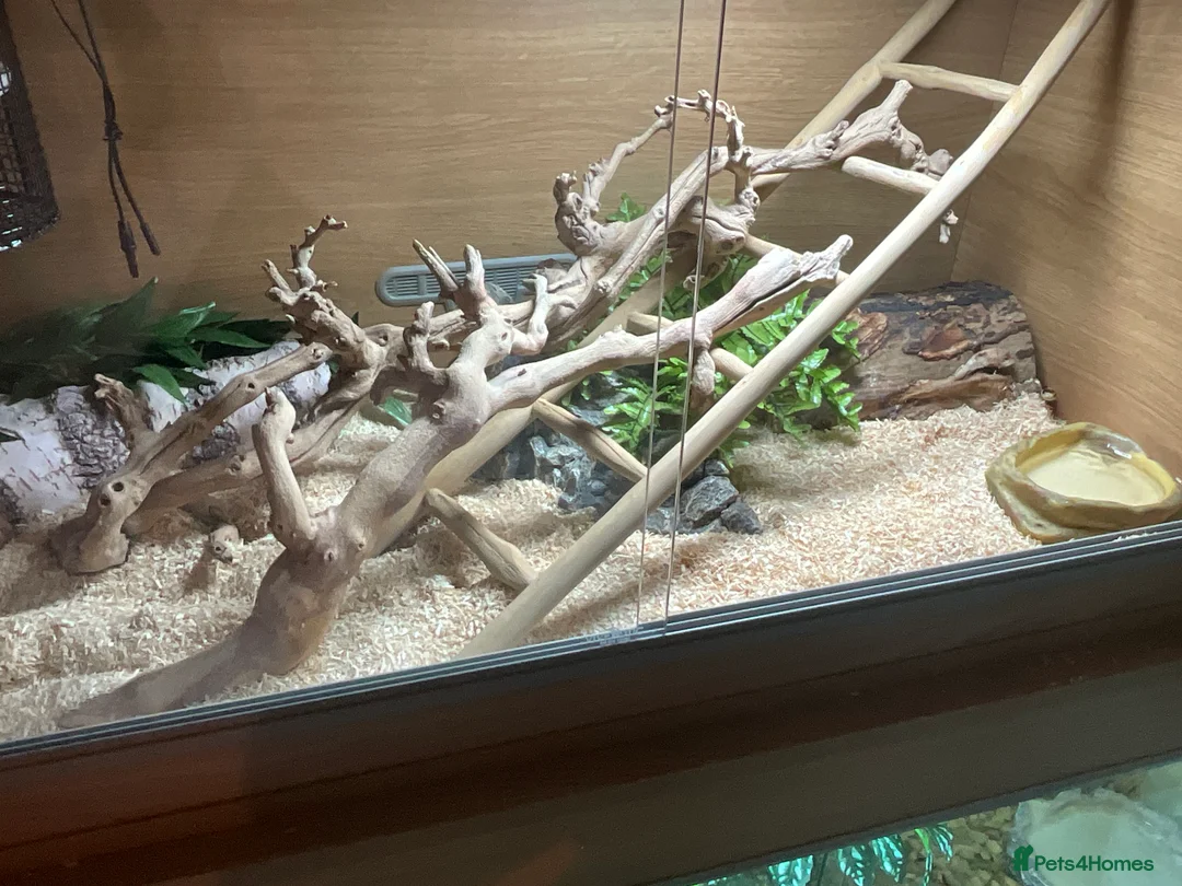 King Snake reptiles for sale: Arizona Mountain King Snake With Full Setup - Advert 4