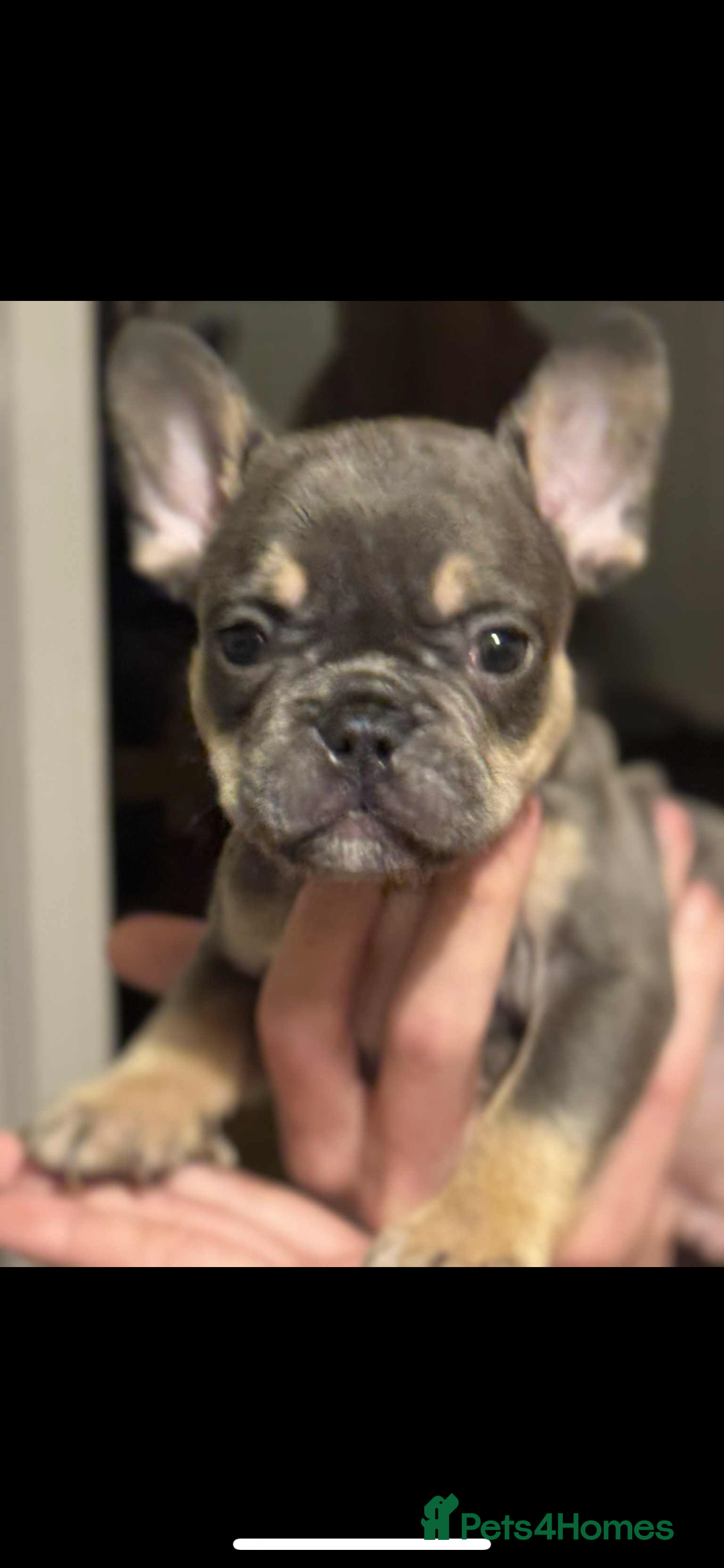 French Bulldog dogs for sale: French bulldog pups Ready & Reduced‼️ - Advert 19
