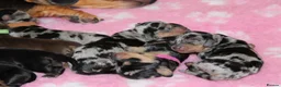 Dachshund dogs for sale: Beautiful Dachshund Puppies 🐶❤️ - Advert 4