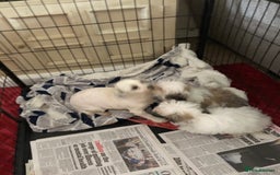 Mixed Breed dogs for sale: shihtzu x maltese  - Image 20