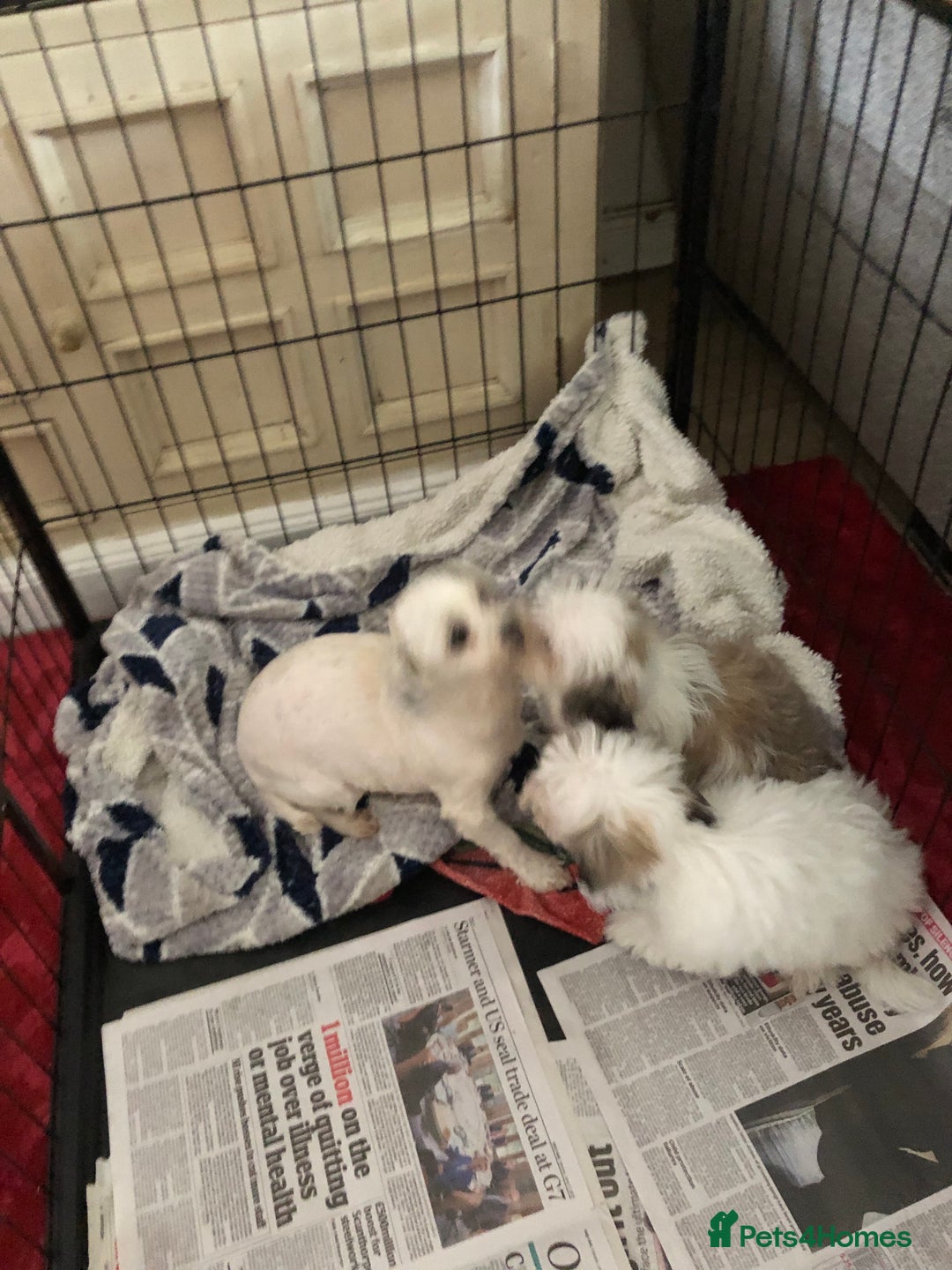 Mixed Breed dogs for sale: shihtzu x maltese  - Image 20