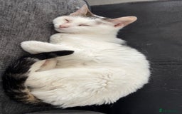 Mixed Breed cats for sale: [FREE] 4 YEAR OLD INDOOR FEMALE CAT - Image 3