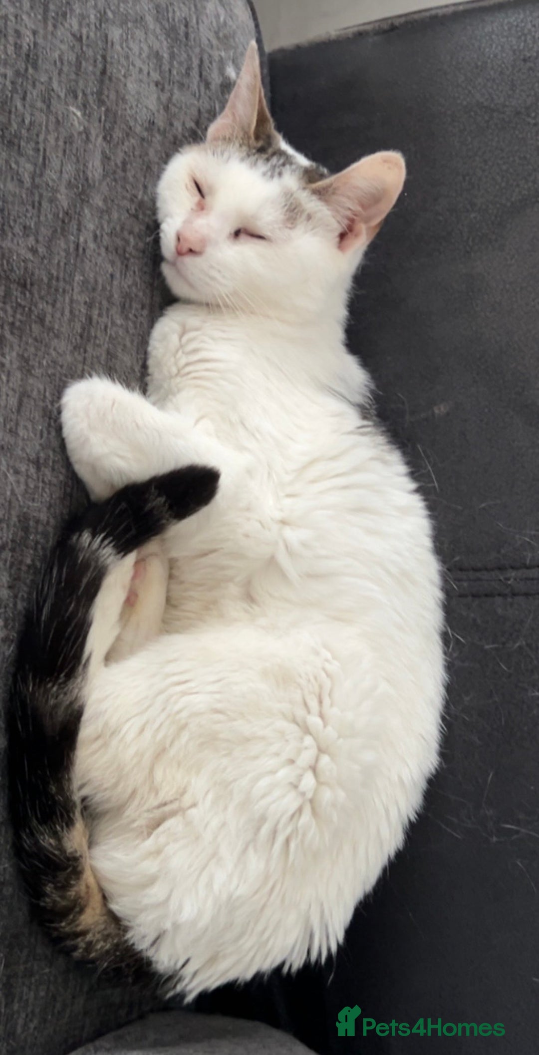 Mixed Breed cats for sale: [FREE] 4 YEAR OLD INDOOR FEMALE CAT - Image 3