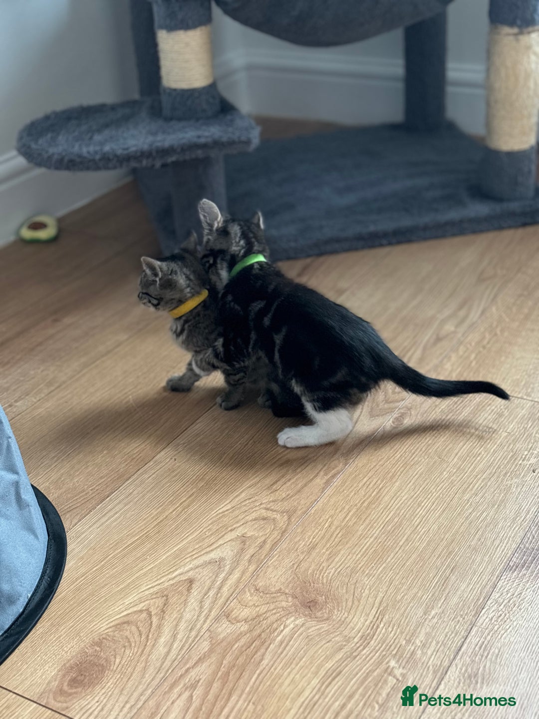 American Shorthair cats for sale: 🌟5 Adorable Kittens Ready For 4ever Home 🌟 - Advert 11