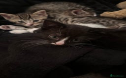 Domestic Shorthair cats for sale: 5 Tabby & Tuxedo kittens for sale - Image 20