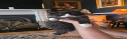 Mixed Breed cats for sale: Two fluffy male kittens looking for loving homes - Advert 8
