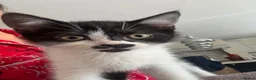 Mixed Breed cats for sale: READY NOW - Advert 5