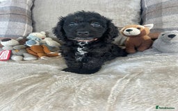 Cockapoo dogs for sale: Gorgeous F1 cockapoo puppies  - Image 35