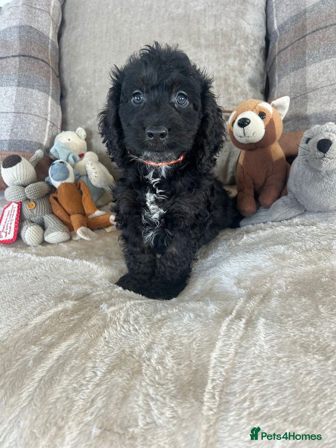 Cockapoo dogs for sale: Gorgeous F1 cockapoo puppies  - Image 35