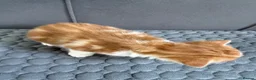 Mixed Breed cats for sale: 4 kittens for sale  - Advert 7