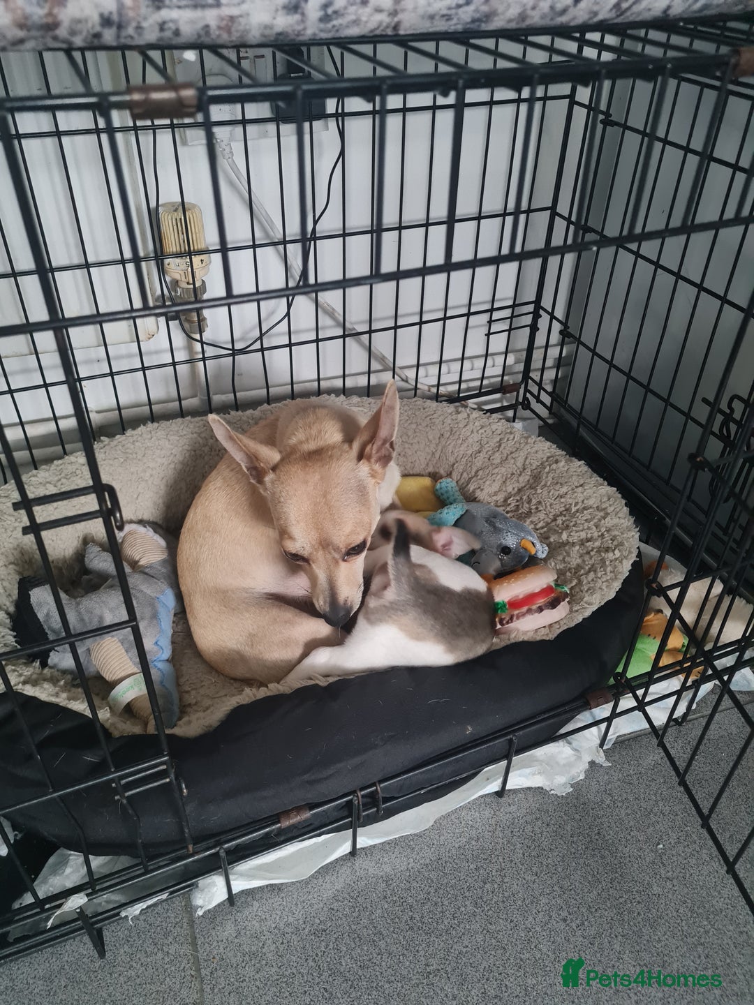 Jack Chi dogs for sale: Chihuahua x Jack Russell Puppies  - Advert 9