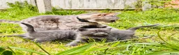 Mixed Breed cats for sale: British Shorthair Dad & Tabby Mom Kittens for Sale - Advert 17