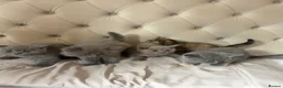 British Shorthair cats for sale: Full British blue kittens - Advert 2