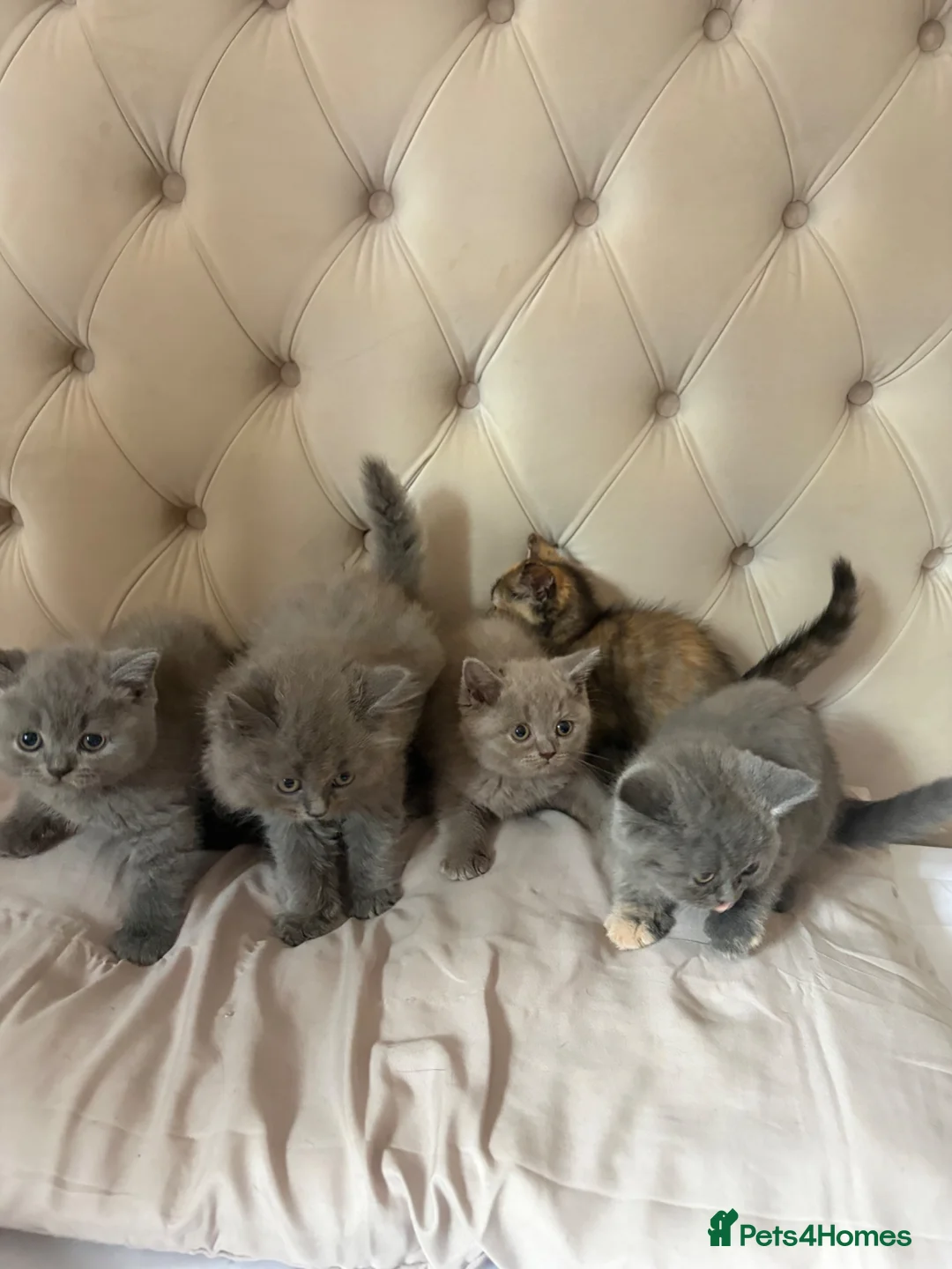 British Shorthair cats for sale: Full British blue kittens - Advert 2