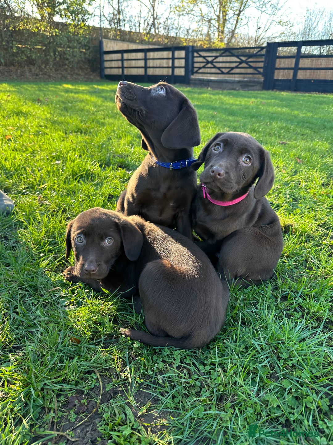 Labrador Retriever dogs for sale: Chocolate Labrador puppies  - Advert 15