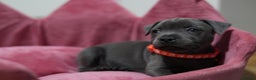 Staffordshire Bull Terrier dogs for sale: Ready now! Stunning Staffy Puppies 🐶 - Advert 5