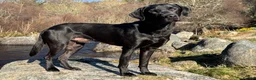 Labrador Retriever dogs for stud: FTW Shooting Vega of Wedgnock (Bluff) - Advert 2