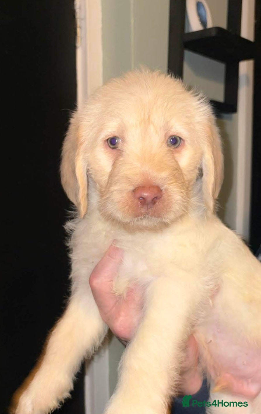 Labradoodle dogs Beautful labradoodle puppies available for sale  - Advert 17