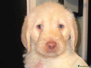 Labradoodle dogs Beautful labradoodle puppies available for sale - Advert 17