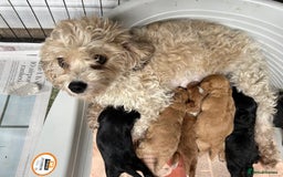 Cavachon dogs for sale: Outstanding Cavapoochon Puppies - Image 2