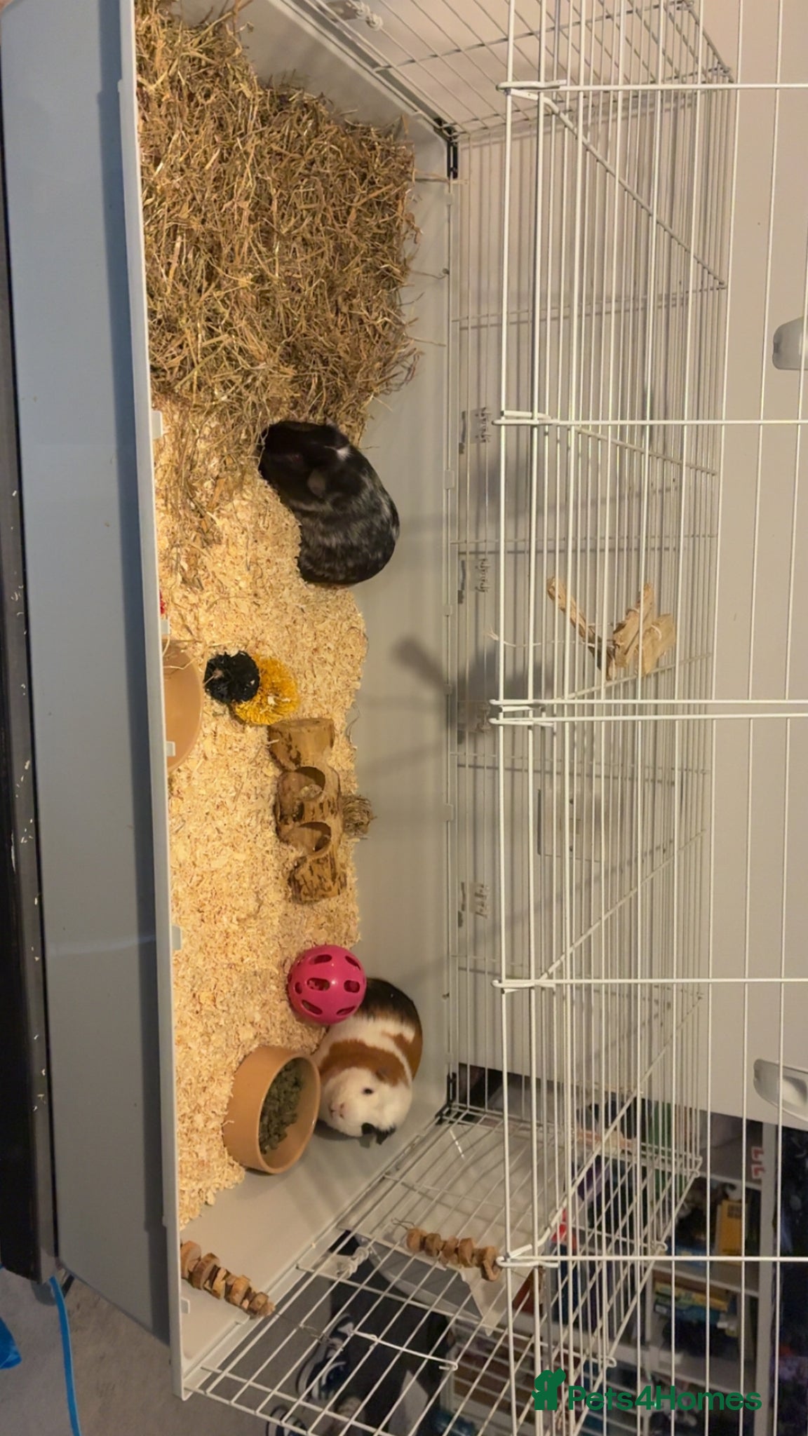 Guinea Pig rodents Guinea pigs and set up  - Advert 2