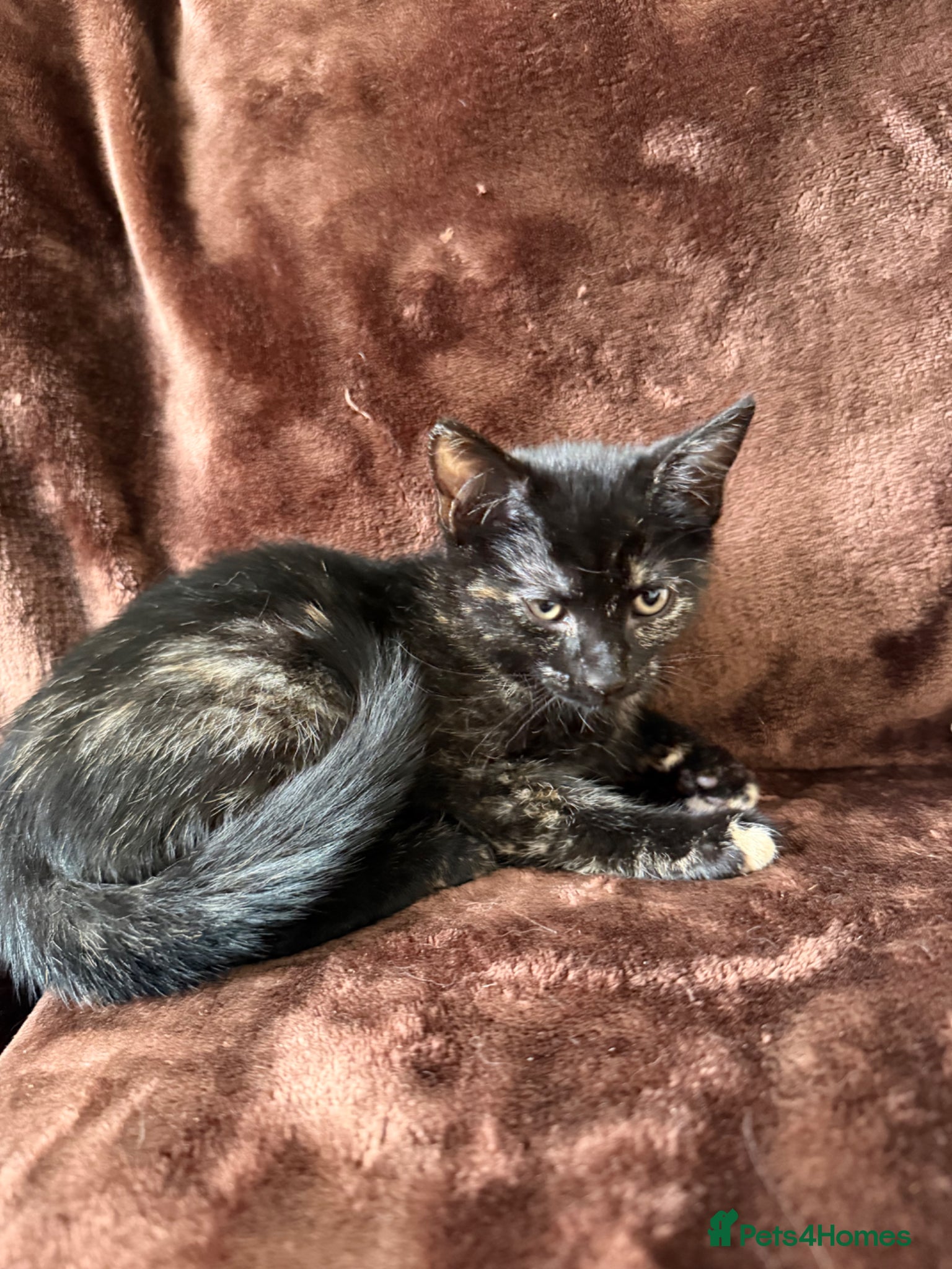 Mixed Breed cats for sale: Tortie Female Kittens - Advert 13