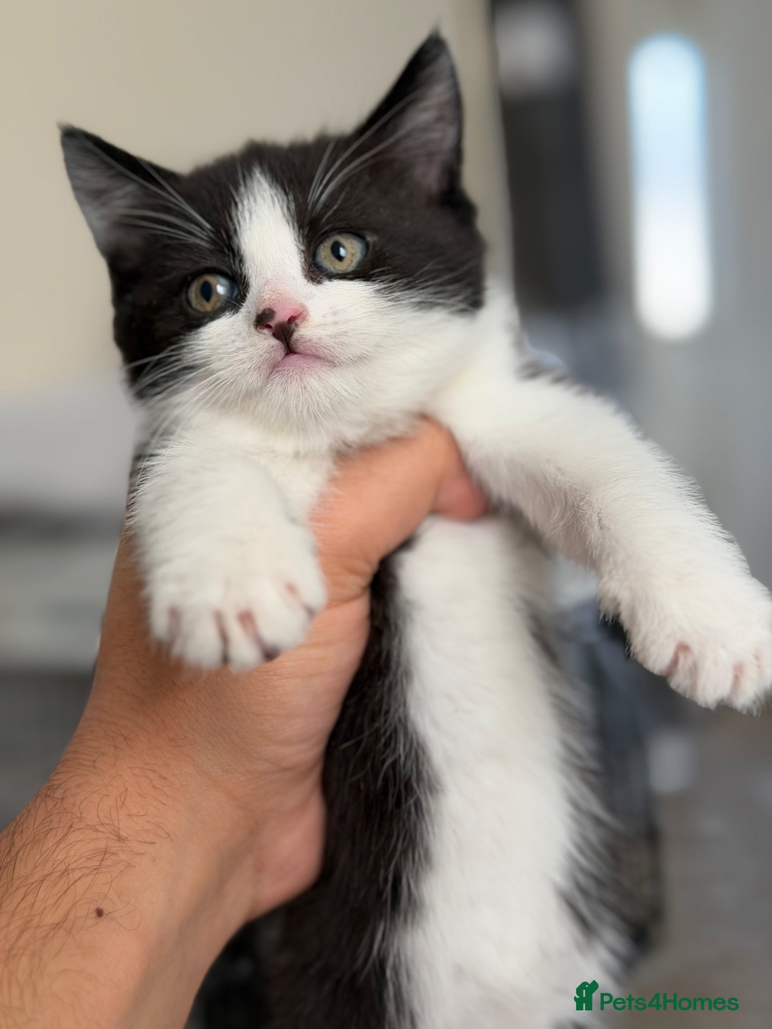 Mixed Breed cats Fluffy Kittens for sale❤️ - Advert 6