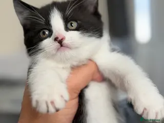 Mixed Breed cats Fluffy Kittens for sale❤️ - Advert 6