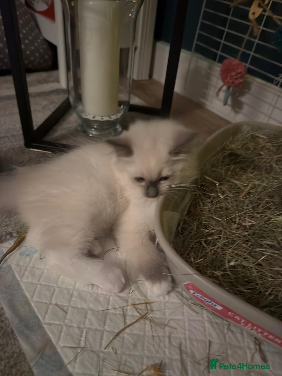 Ragdoll cats for sale: For sale Ragdoll  - Image 7