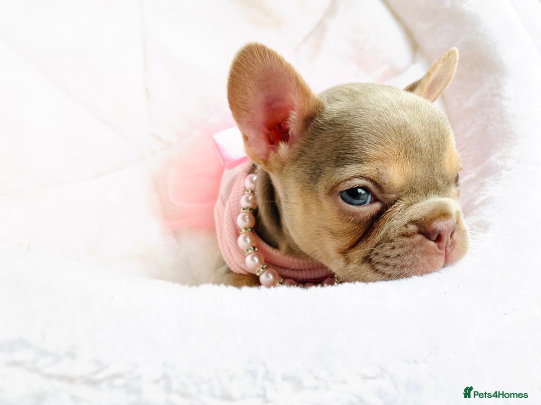 French Bulldog dogs for sale: NEWSHADE ISABELLA MALE FRENCH BULLDOGS - Image 11