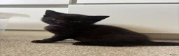 Mixed Breed cats for sale: Kittens  - Advert 8