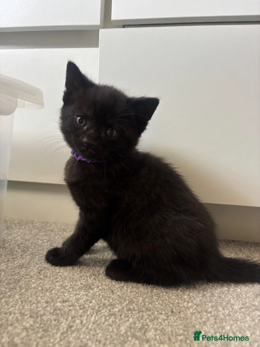 Mixed Breed cats for sale: Kittens  - Advert 8