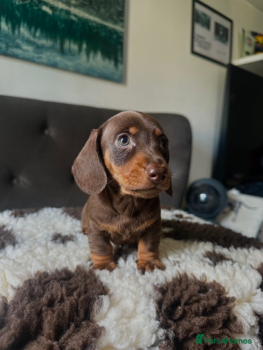 Miniature Dachshund dogs for sale: Short-haired Miniature Dachshunds  - Image 4
