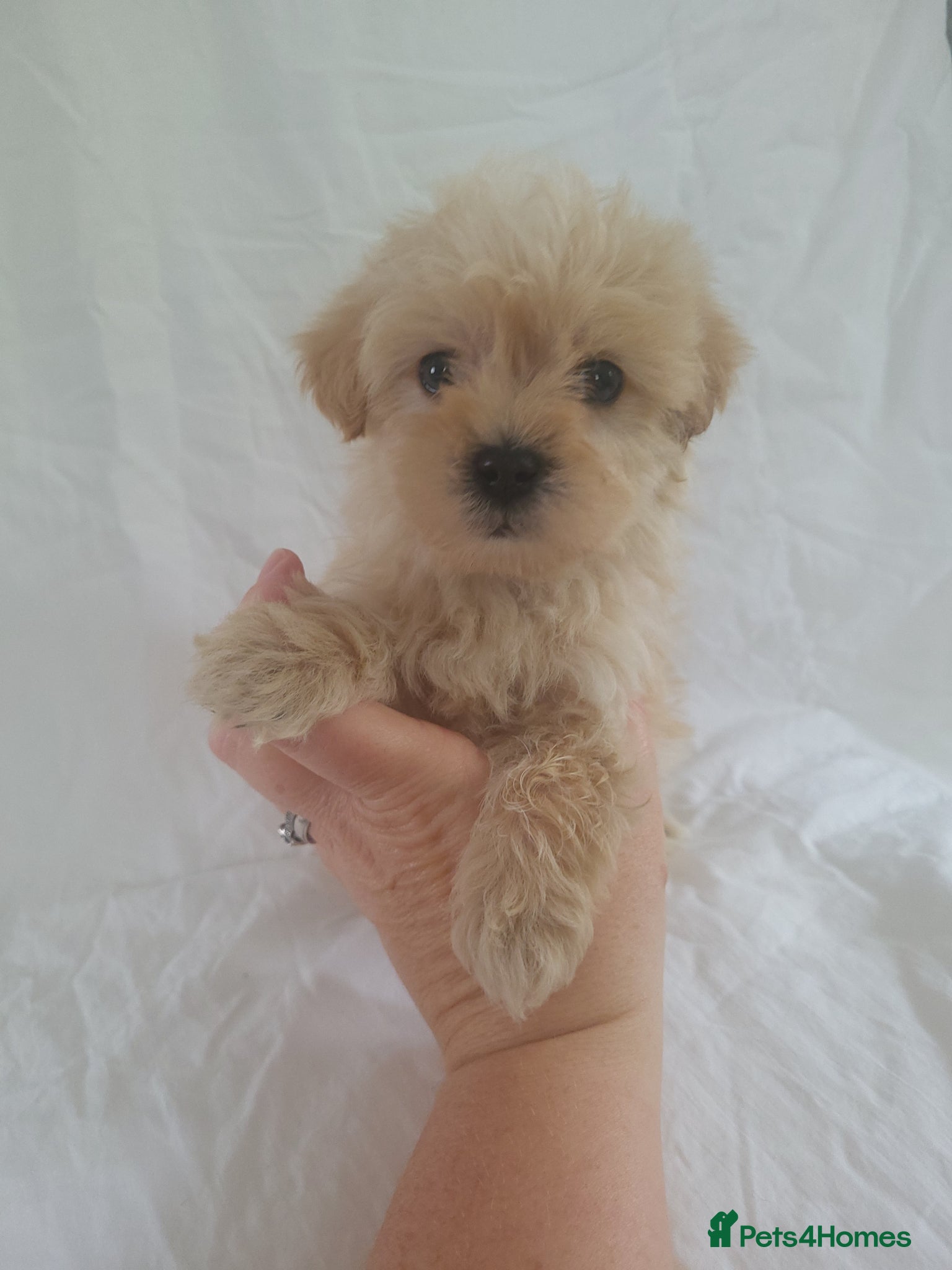 Morkie dogs Morkie puppies 5 🌟 licence breeder  - Advert 6