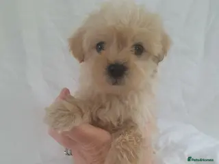 Morkie dogs Morkie puppies 5 🌟 licence breeder - Advert 6