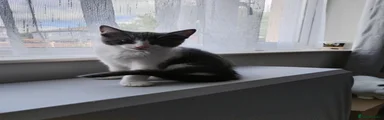 Mixed Breed Kitten 2