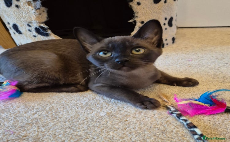 Burmese cats - Advert 2