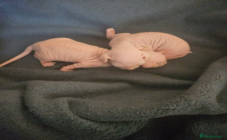 Sphynx cats - Advert 2