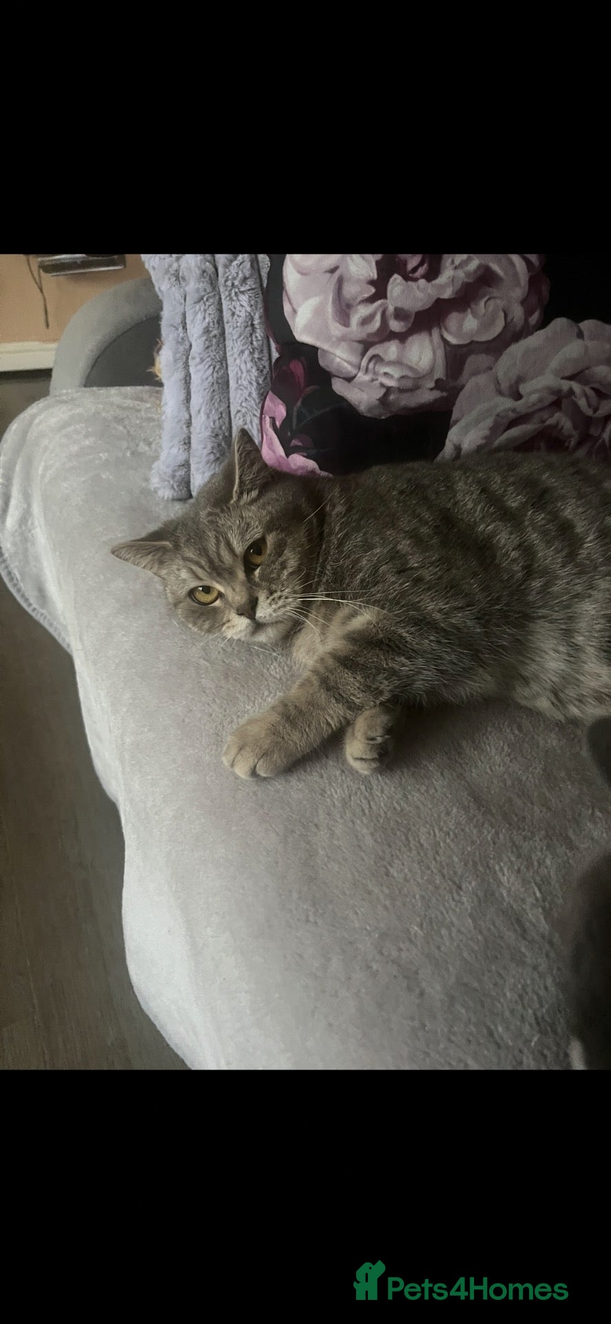 British Shorthair cats Tabby British shorthair kittens  - Advert 2