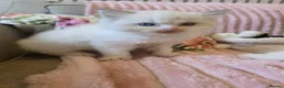 Ragdoll cats for sale: Ragdoll kittens purebred  - Advert 2