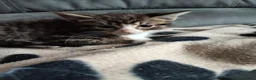 Mixed Breed cats for adoption: ❤️MARIO, LUIGI, PRINCESS PEACH & 💙DRIBBLE  - Advert 5