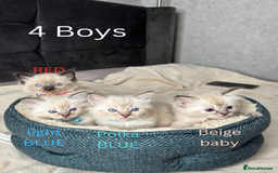Ragdoll cats for sale: 6 beautiful PURE ragdolls - Image 6