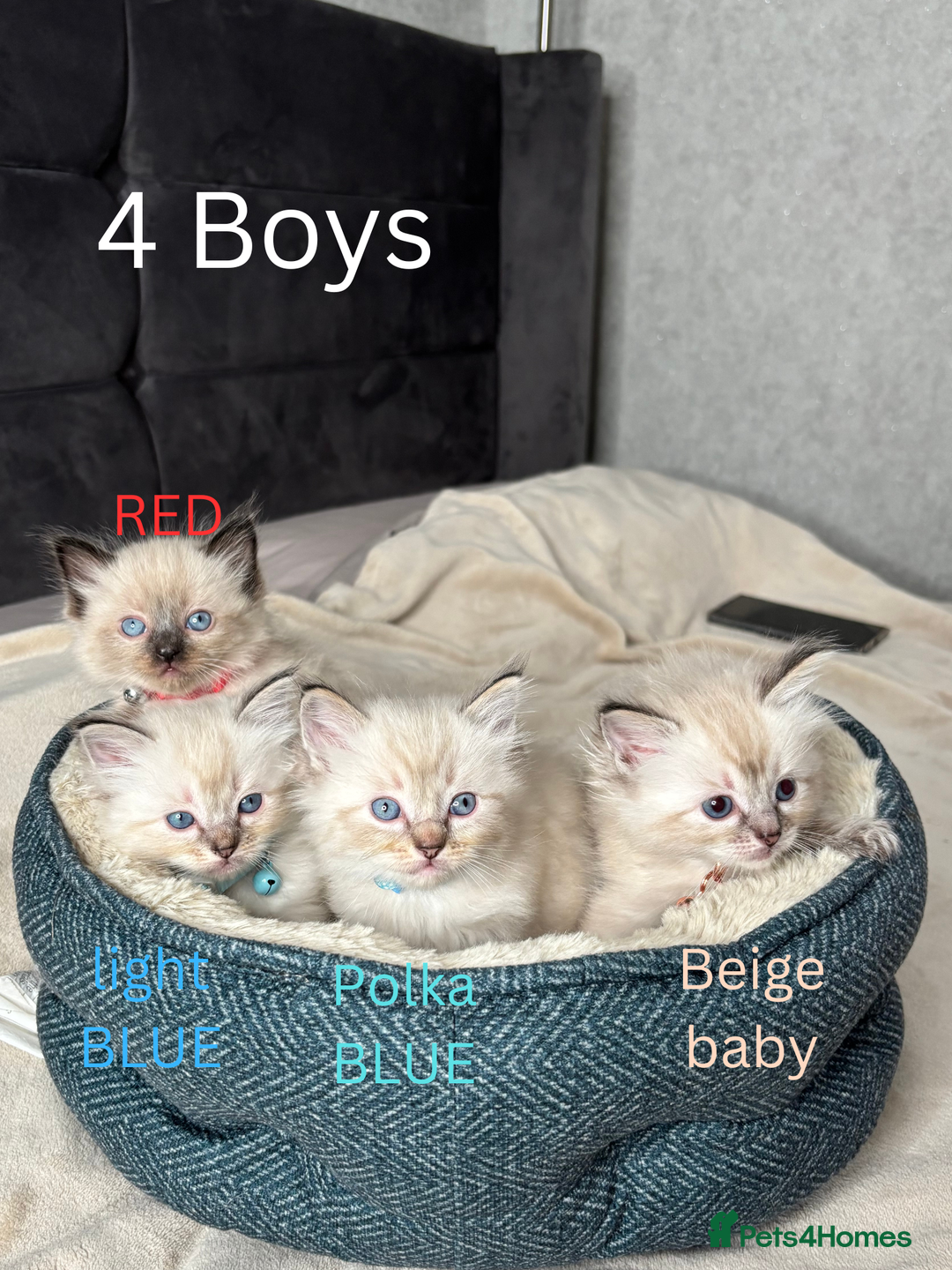 Ragdoll cats for sale: 6 beautiful PURE ragdolls - Image 6