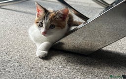 Domestic Shorthair cats for sale: Chloe and Zoe - Image 1