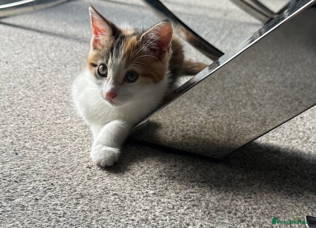 Domestic Shorthair cats - Advert 1