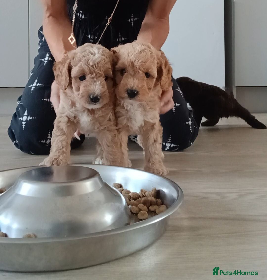 Sproodle dogs Beautiful F1B Sproodles!  - Advert 3