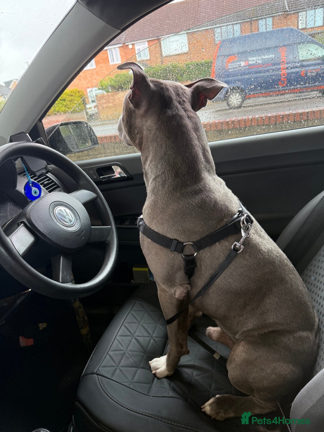 Staffordshire Bull Terrier dogs for sale: Experienced Home For Loki - Image 6